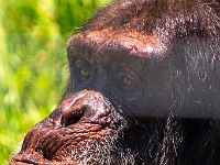 Nelspruit, Instytut Szympansów imienia Jane Goodal